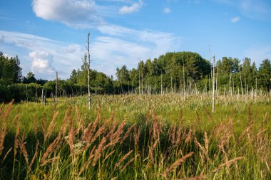 Yazlık kırsal alanlar ve üzerinde mavi gökyüzü olan ormanlar. Basit manzara