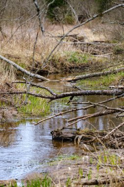 Eski ağaç gövdesi havada kurumuş kökleri olan vahşi ormanda tepiniyor.