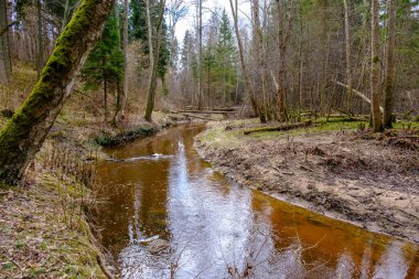 Sakin orman smal lriver doğal kayalardan küçük şelale ile. Kayaların ve ağaçların arasında akan sular,