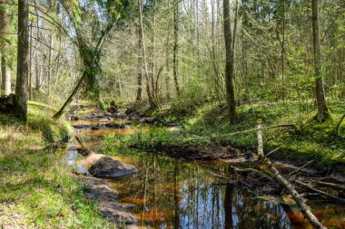 Sakin orman smal lriver doğal kayalardan küçük şelale ile. Kayaların ve ağaçların arasında akan sular,