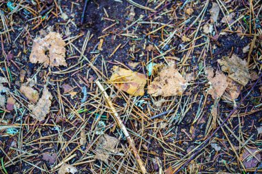 Yıkılmış ağaç gövdeleri ve dallarıyla bahar ormanı ayrıntıları. kaotik ülke vahşi ormanlık
