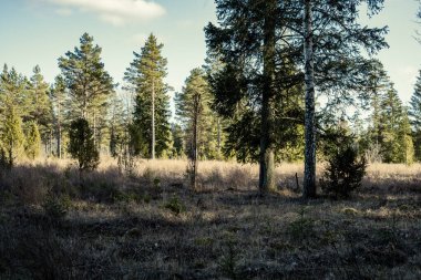 Yazlık kırsal alanlar ve üzerinde mavi gökyüzü olan ormanlar. Basit manzara