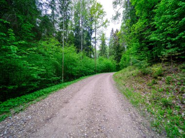 Tozlu çakıl yolu yaz mevsiminde yeşil ıslak orman. perspektif