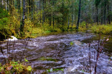 Sakin orman smal lriver doğal kayalardan küçük şelale ile. Kayaların ve ağaçların arasında akan sular,