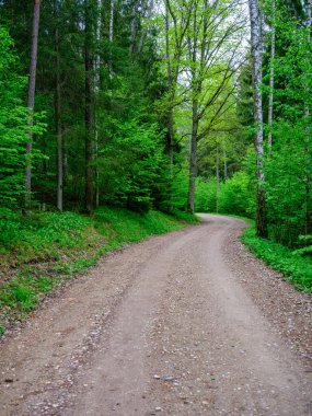 Tozlu çakıl yolu yaz mevsiminde yeşil ıslak orman. perspektif