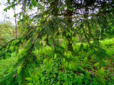 Bulanık arkaplan ve desenlerle mavi gökyüzüne karşı soyut ağaç dalları