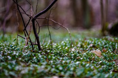 Yıkılmış ağaç gövdeleri ve dallarıyla bahar ormanı ayrıntıları. kaotik ülke vahşi ormanlık
