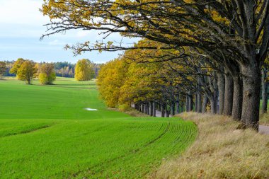 Yazlık kırsal alanlar ve üzerinde mavi gökyüzü olan ormanlar. Basit manzara
