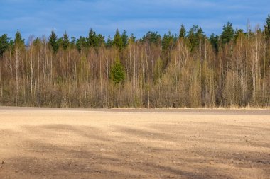 Açık arazinin yanındaki ağaç gövdesi duvarı ve ormanın sınırında.