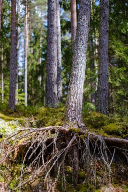 Eski ağaç gövdesi havada kurumuş kökleri olan vahşi ormanda tepiniyor.