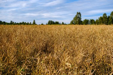 Yazlık kırsal alanlar ve üzerinde mavi gökyüzü olan ormanlar. Basit manzara