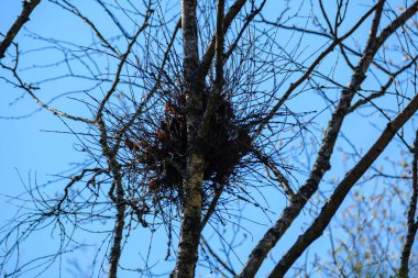 Bulanık arkaplan ve desenlerle mavi gökyüzüne karşı soyut ağaç dalları
