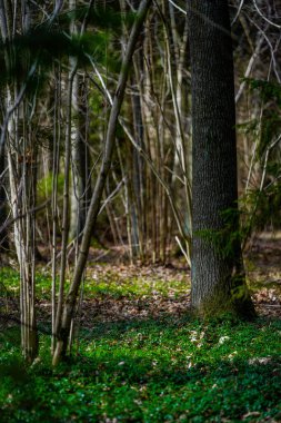 Yıkılmış ağaç gövdeleri ve dallarıyla bahar ormanı ayrıntıları. kaotik ülke vahşi ormanlık