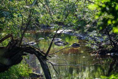 Eski ağaç gövdesi havada kurumuş kökleri olan vahşi ormanda tepiniyor.