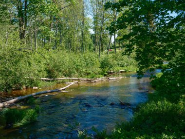 Sakin orman smal lriver doğal kayalardan küçük şelale ile. Kayaların ve ağaçların arasında akan sular,