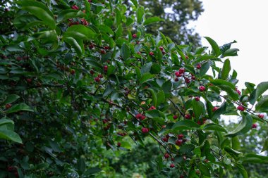 Bulanık arkaplan ve desenlerle mavi gökyüzüne karşı soyut ağaç dalları