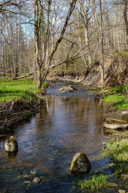 Sakin orman smal lriver doğal kayalardan küçük şelale ile. Kayaların ve ağaçların arasında akan sular,