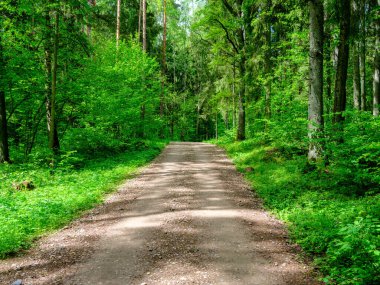 Tozlu çakıl yolu yaz mevsiminde yeşil ıslak orman. perspektif