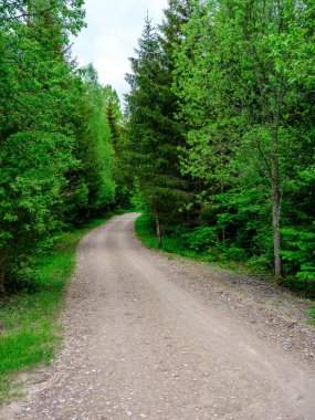 Tozlu çakıl yolu yaz mevsiminde yeşil ıslak orman. perspektif