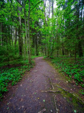 Tozlu çakıl yolu yaz mevsiminde yeşil ıslak orman. perspektif
