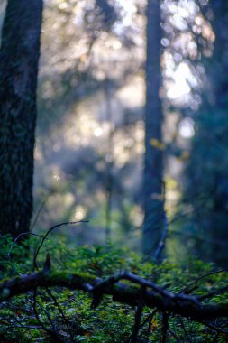 Bulanık arkaplan ve desenlerle mavi gökyüzüne karşı soyut ağaç dalları