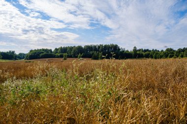 Yazlık kırsal alanlar ve üzerinde mavi gökyüzü olan ormanlar. Basit manzara
