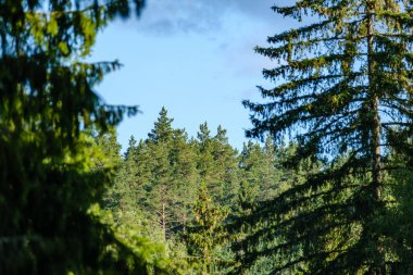 Bulanık arkaplan ve desenlerle mavi gökyüzüne karşı soyut ağaç dalları