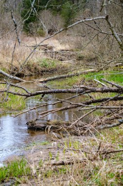 Sakin orman smal lriver doğal kayalardan küçük şelale ile. Kayaların ve ağaçların arasında akan sular,