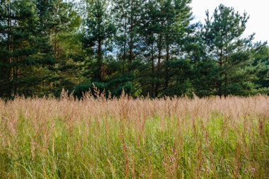 Yazlık kırsal alanlar ve üzerinde mavi gökyüzü olan ormanlar. Basit manzara