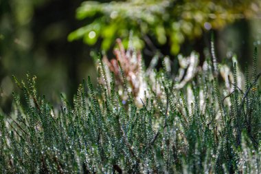 Heather yaz ormanında çiçek açıyor. Ormanda büyük tarlalar