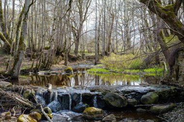 Sakin orman smal lriver doğal kayalardan küçük şelale ile. Kayaların ve ağaçların arasında akan sular,