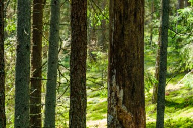 Açık arazinin yanındaki ağaç gövdesi duvarı ve ormanın sınırında.