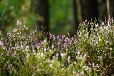 Heather yaz ormanında çiçek açıyor. Ormanda büyük tarlalar