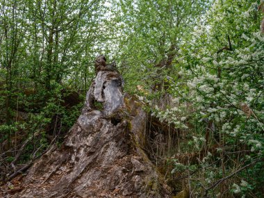 Eski ağaç gövdesi havada kurumuş kökleri olan vahşi ormanda tepiniyor.