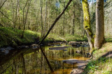 Sakin orman smal lriver doğal kayalardan küçük şelale ile. Kayaların ve ağaçların arasında akan sular,