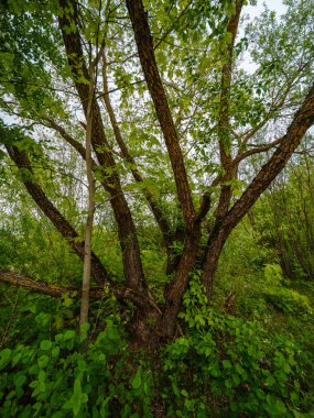 Bulanık arkaplan ve desenlerle mavi gökyüzüne karşı soyut ağaç dalları