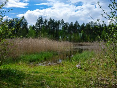 Yazlık kırsal alanlar ve üzerinde mavi gökyüzü olan ormanlar. Basit manzara