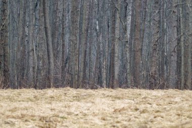 Sisli bir günde yapraksız bahar ağaçları. Kırsal alan