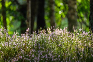 Heather yaz ormanında çiçek açıyor. Ormanda büyük tarlalar