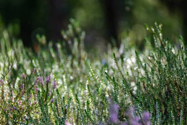 Heather yaz ormanında çiçek açıyor. Ormanda büyük tarlalar