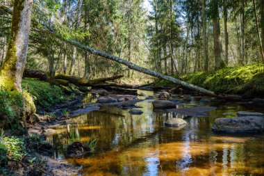 Sakin orman smal lriver doğal kayalardan küçük şelale ile. Kayaların ve ağaçların arasında akan sular,