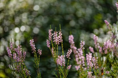 Heather yaz ormanında çiçek açıyor. Ormanda büyük tarlalar
