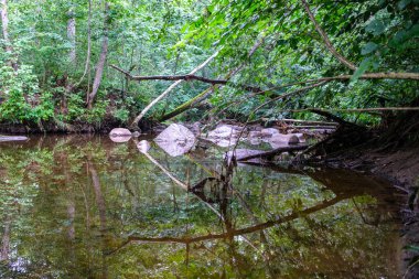 Sakin orman smal lriver doğal kayalardan küçük şelale ile. Kayaların ve ağaçların arasında akan sular,
