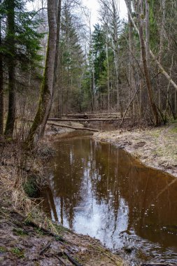 Sakin orman smal lriver doğal kayalardan küçük şelale ile. Kayaların ve ağaçların arasında akan sular,