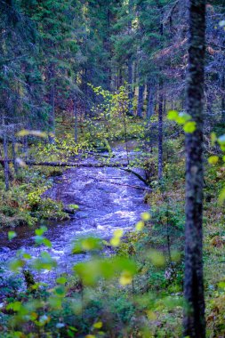Sakin orman smal lriver doğal kayalardan küçük şelale ile. Kayaların ve ağaçların arasında akan sular,