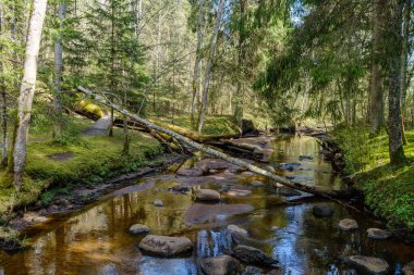 Sakin orman smal lriver doğal kayalardan küçük şelale ile. Kayaların ve ağaçların arasında akan sular,