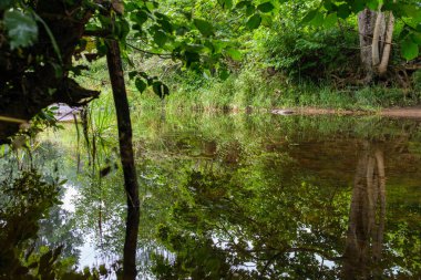 Sakin orman smal lriver doğal kayalardan küçük şelale ile. Kayaların ve ağaçların arasında akan sular,