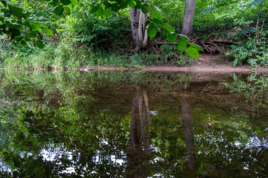 Sakin orman smal lriver doğal kayalardan küçük şelale ile. Kayaların ve ağaçların arasında akan sular,