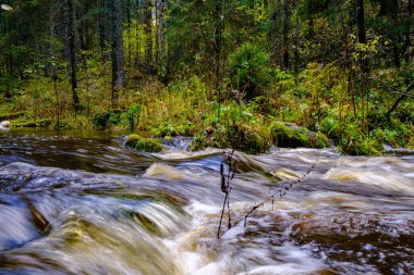 Sakin orman smal lriver doğal kayalardan küçük şelale ile. Kayaların ve ağaçların arasında akan sular,
