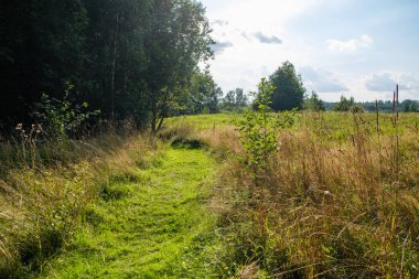 Yazlık kırsal alanlar ve üzerinde mavi gökyüzü olan ormanlar. Basit manzara